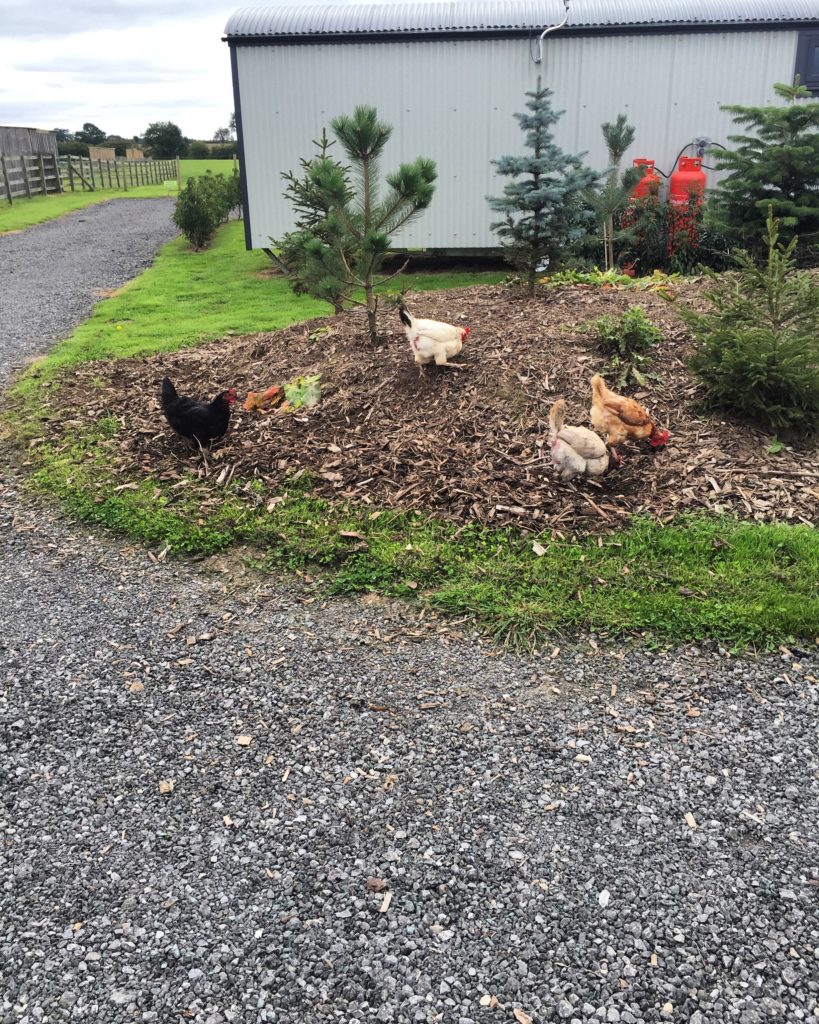 on site chickens